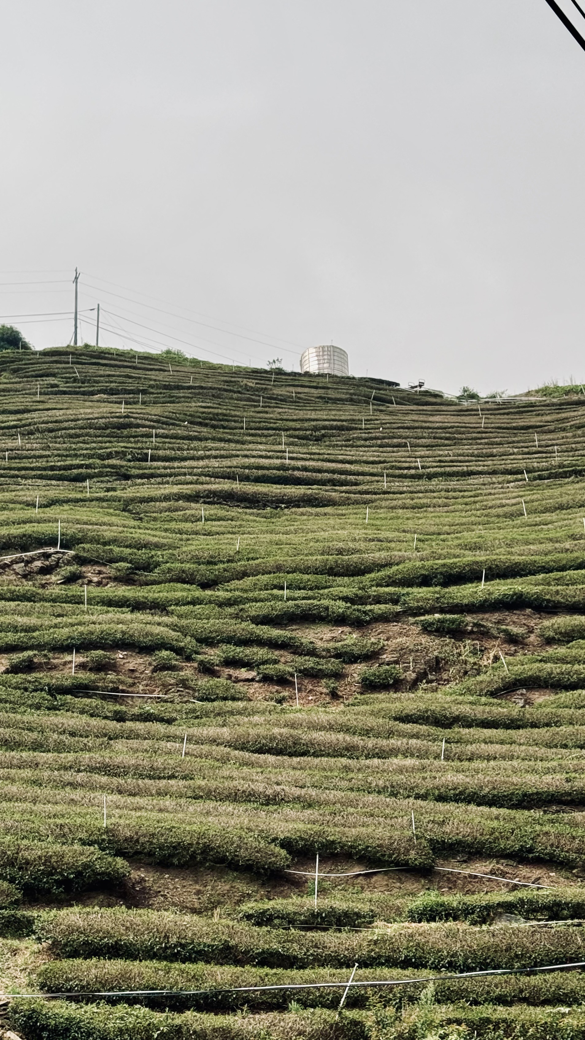 華岡高端茶園 | 收益債權